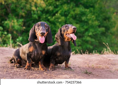 funny two dog breeds dachshund, black and tan, stand their tongue out (smiling) against background of green trees in the park in summer