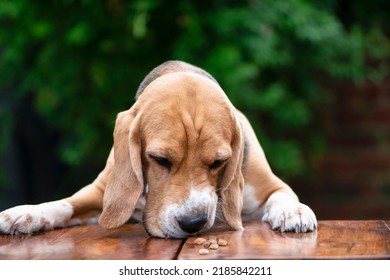 Funny Unhappy Beagle Dog Sniffing Tasteless Food On The Table