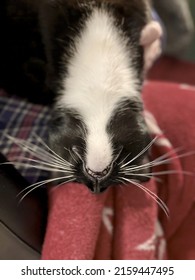 Funny Upside Down Black And White Siamese Cat Face