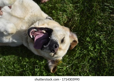 Funny Upside Down Portrait Of A Labrador Retriever Purebred Dog Lying On Its Back On The Grass, Seen From Above