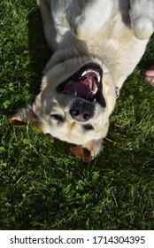 Funny Upside Down Portrait Of A Labrador Retriever Purebred Dog Lying On Its Back On The Grass, Seen From Above