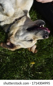 Funny Upside Down Portrait Of A Labrador Retriever Purebred Dog Lying On Its Back On The Grass, Seen From Above