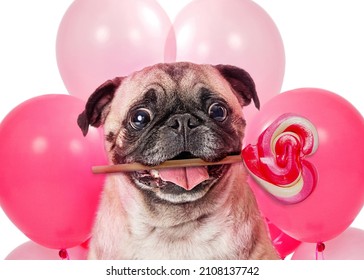 Funny Valentine's Day Pug Dog Holding Heart-shaped Candy Sucker In Mouth With Pink Balloons