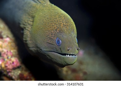 Funny View Sad Green Giant Moray Stock Photo 314107631 | Shutterstock