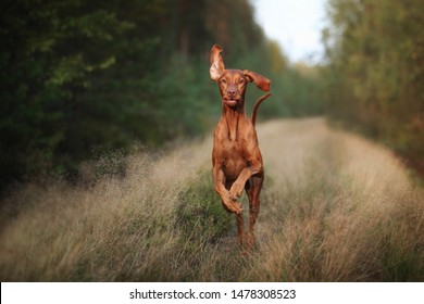 Funny Vizsla dog runs along a forest path