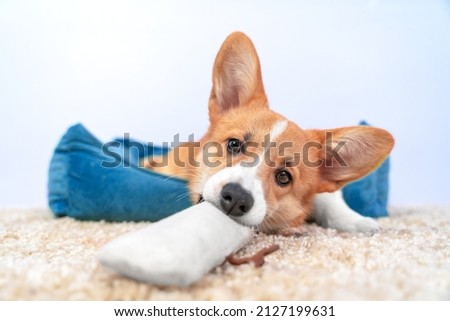 Funny Welsh corgi pembroke or cardigan puppy nibbles soft toy to calm growing itchy teeth, front view, wide angle. Equipment for dog, so that it does not gnaw furniture when it is left alone at home