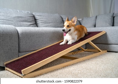 A Funny Welsh Corgi Pembroke Dog, Lies On A Home Ramp. Safe Of Back Health In A Small Dog.