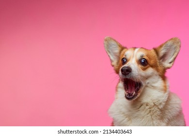 Funny Welsh Corgi Pembroke dog, isolated on a pink background. Funny dog with an open mouth looking at the camera, catching a treat. Time for a delicious lunch. Humor. Pet Day.