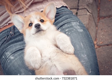 Baby Corgi Images Stock Photos Vectors Shutterstock