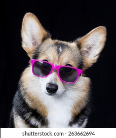 A Funny Welsh Corgi Portrait. Dog Wearing Sunglasses.