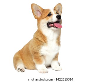 Funny Welsh Corgi Puppy Sits And Looks Isolated