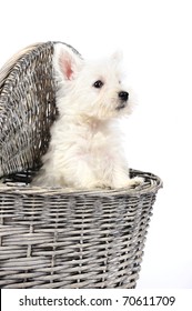 Funny west highland terrier puppy sitting in a basket in front of a white background