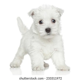 Funny Westy puppy posing on a white background