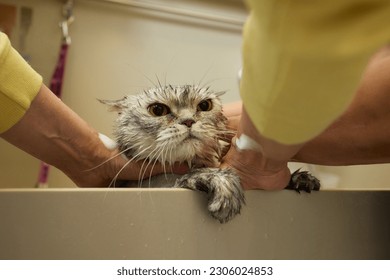 Funny wet British cat with bright orange eyes, open mouth, tongue hanging out takes a shower. Pet hygiene concept. Wet, angry cat. - Shutterstock ID 2306024853