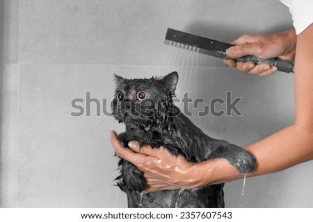Funny wet British cat in the shower, water is poured on the cat, cat bathing, pet hygiene, care, care, bathing process