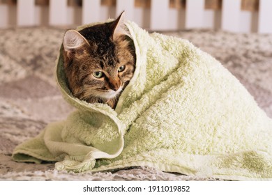 Kitten Bath Images, Stock Photos u0026 Vectors  Shutterstock