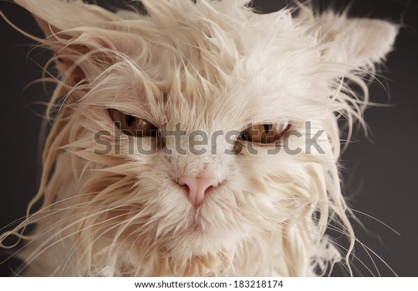 Drole Chat Mouille Photo De Stock Modifiable