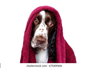 Funny Wet Dog After Bathing Isolated On White. Spaniel In A Red Towel