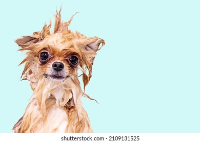 Funny wet dog on a blue background. Spitz