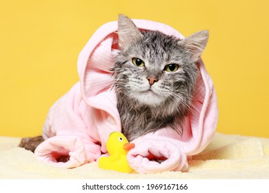 Funny Wet Gray Tabby Cute Kitten After Bath In Pink In Bathrobe . Just Washed Lovely Fluffy Cat With Rubber Toy Duck On Yellow Background.