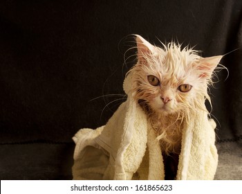 544 Persian cat bath Images, Stock Photos & Vectors | Shutterstock