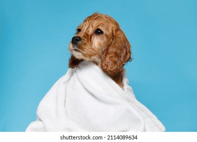 Funny Wet Puppy Of The Golden Cocker Spaniel Breed After Bath Wrapped In White Towel. Just Washed Cute Dog In Bathrobe On Blue Background.