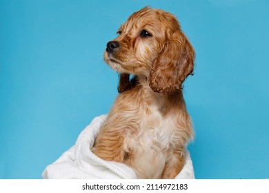 Funny wet puppy of the golden cocker spaniel breed after bath wrapped in white towel. Just washed cute dog in bathrobe on blue background. - Powered by Shutterstock