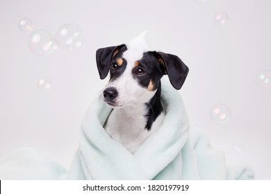 Funny wet puppy of Jack Russell Terrier after bath wrapped in towel with big eyes. Just washed cute dog with soap foam on his head on gray background.