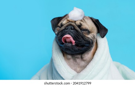 Funny wet puppy of the pug breed after bath wrapped in towel. Just washed cute dog in bathrobe with soap foam on his head on blue background.