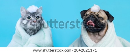 Funny wet puppy of the pug breed and fluffy cat after bath wrapped in towel. Just washed cute dog and gray tabby kitten in bathrobe with soap foam on their heads on blue background.