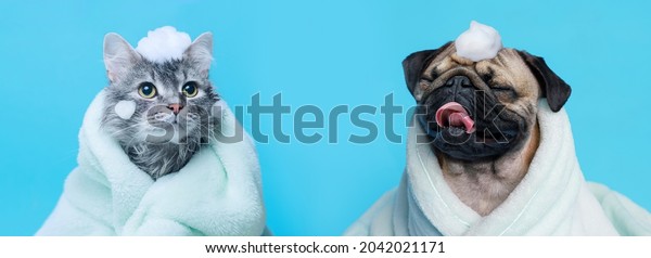Funny wet\
puppy of the pug breed and fluffy cat after bath wrapped in towel.\
Just washed cute dog and gray tabby kitten in bathrobe with soap\
foam on their heads on blue\
background.