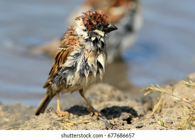 Sparrow Like Images Stock Photos Vectors Shutterstock Images, Photos, Reviews