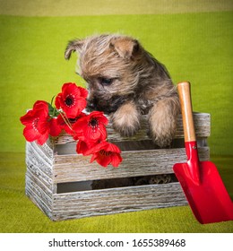 Funny Wheaten Or Red Cairn Terrier Puppy Dog Is Sitting In Box With Red Poppy Flowers And Shovel On Green Background.