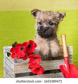 Funny Wheaten Or Red Cairn Terrier Puppy Dog Is Sitting In Box With Red Poppy Flowers And Shovel On Green Background.