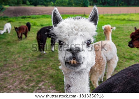 Funny white alpaca showing teeth, funny face.
