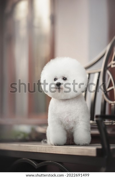 A\
funny white Bichon Frize with a beautiful haircut sitting on a\
wooden and metal bench and looking to the side against the backdrop\
of a snowless cityscape. Sun reflection in\
windows
