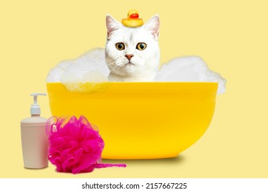 Funny white british cat washes in a bath with a rubber duck. Isolated on a yellow background.