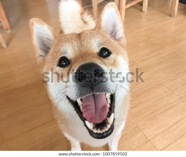 Funny White Brown Shiba Inu Dog Stock Photo Edit Now