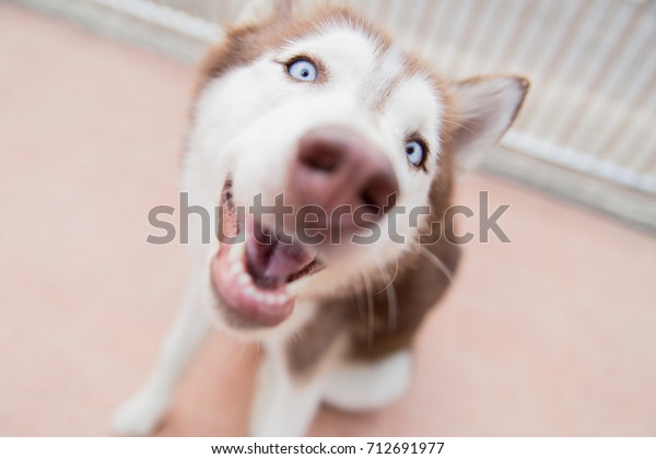 面白い白と茶色のシベリアン ハスキー犬 お腹が空いて 食べ物を求め 食べたい 飼い主と遊びたい 接写 の写真素材 今すぐ編集