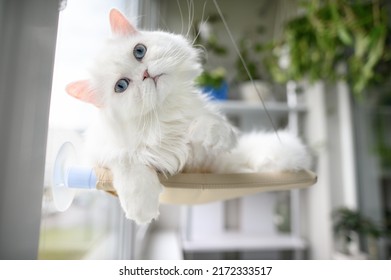 funny white cat with blue eyes lying on a window hanging bed - Shutterstock ID 2172333517