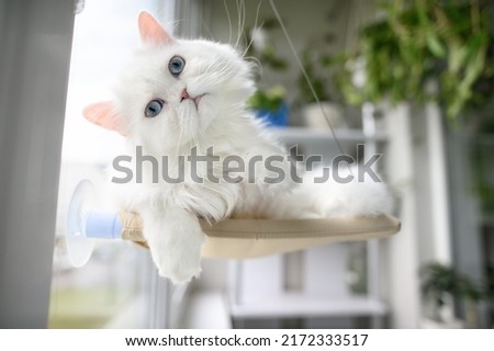 funny white cat with blue eyes lying on a window hanging bed