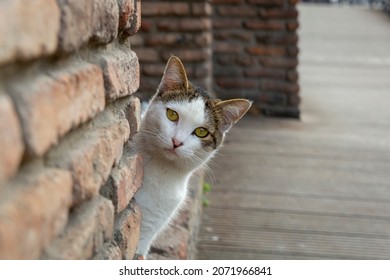 A funny white cat with a colorful back peeks out from behind an old red brick wall. Portrait of a wild cat. Homeless cats on the streets of Tbilisi. The cat is sitting.