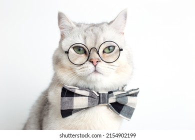 Funny White Cat In A Gray Bow Tie And Glasses, On White Background .