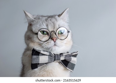 Funny White Cat In A Gray Bow Tie And Glasses, On Gray Background .