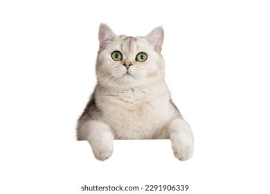 Funny white cat peeks out with front paws because of something - Shutterstock ID 2291906339