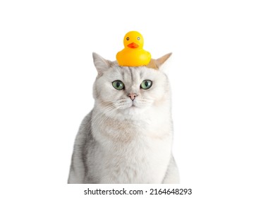 Funny White Cat Sits With A Yellow Rubber Duck On His Head, On A White Background.