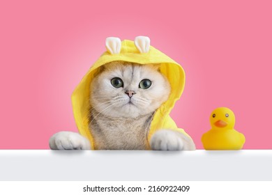 A funny white cat in a yellow coat looks out of a white shell, a yellow rubber duck stands nearby, on a pink background.