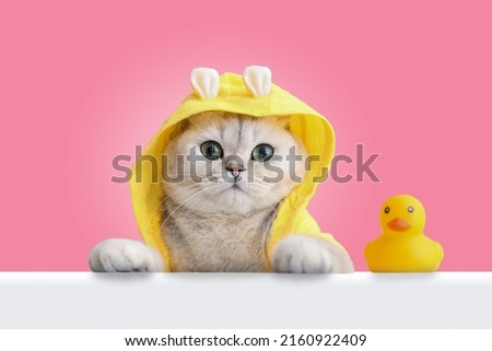 A funny white cat in a yellow coat looks out of a white shell, a yellow rubber duck stands nearby, on a pink background.