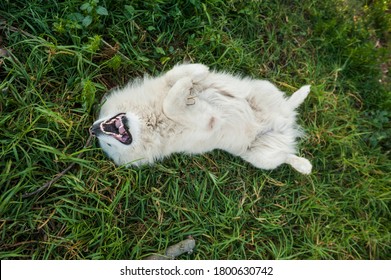 Funny white dog playing lying on his back on the grass. Samoyed breed