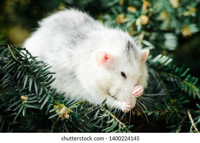 Funny White And Grey Dumbo Fancy Rat Washing Up In Ever Green Festive Spruce Fir Pine Tree. Chinese New Year 2020 Christmas Greeting Post Card